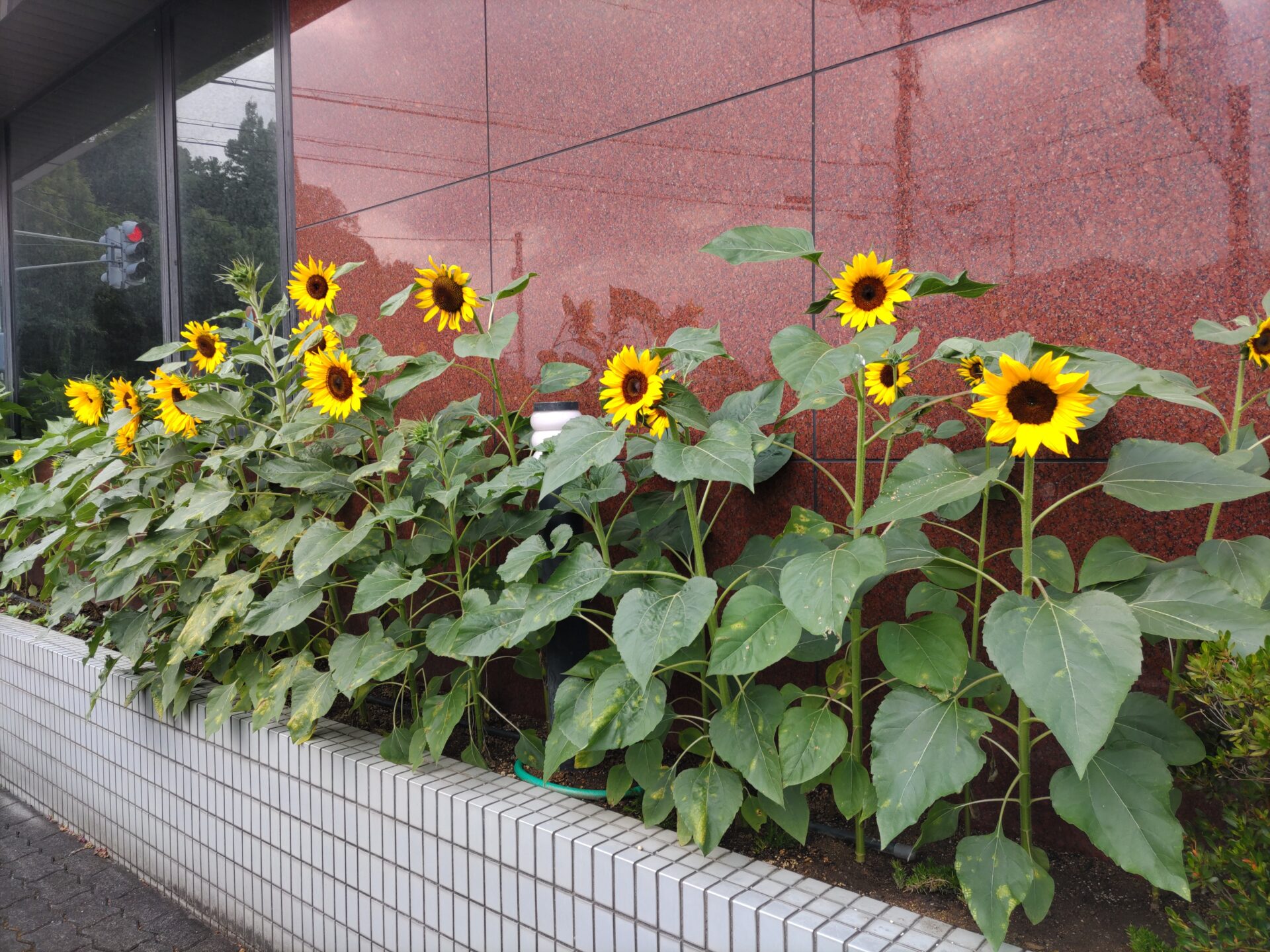 向日葵　ひまわり