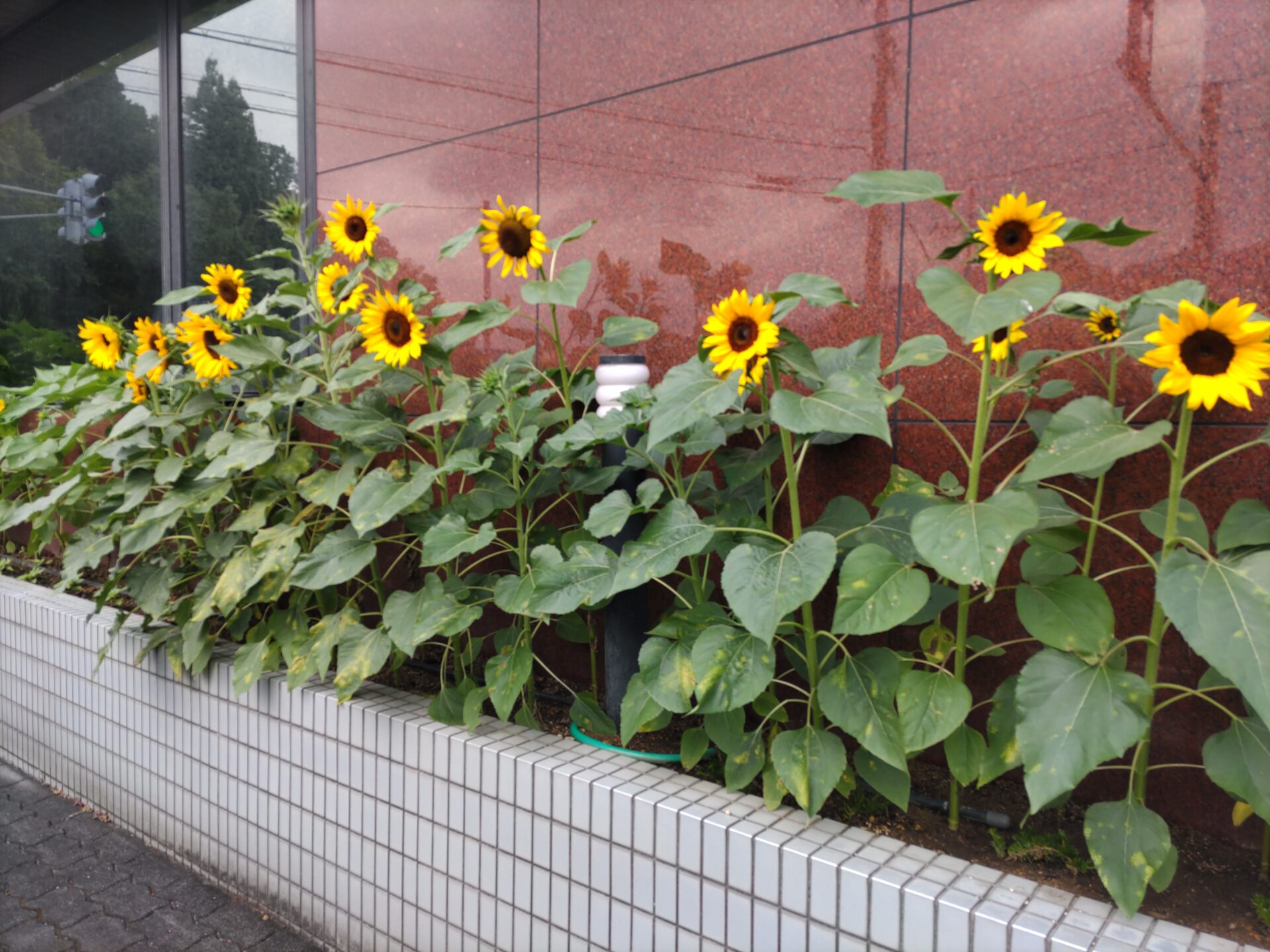 向日葵　ひまわり